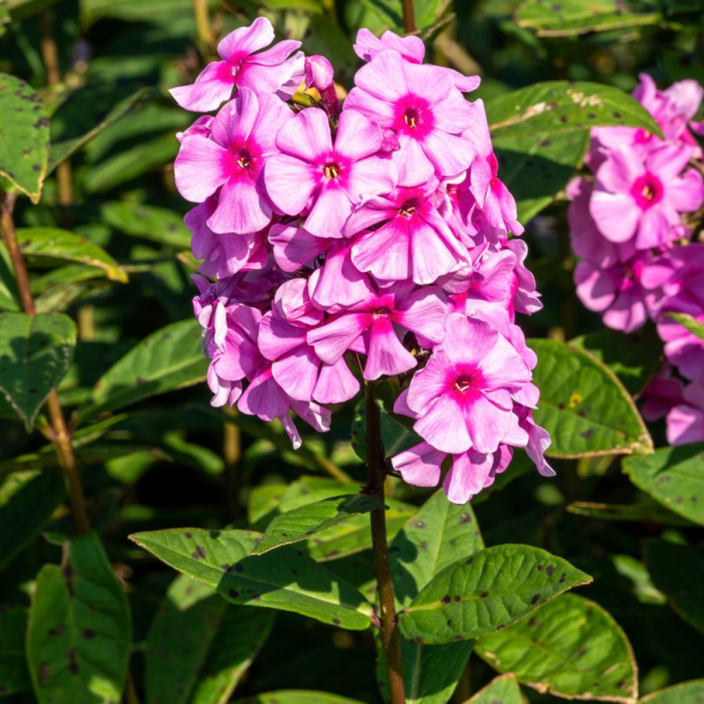 Phlox paniculata Eva Cullum