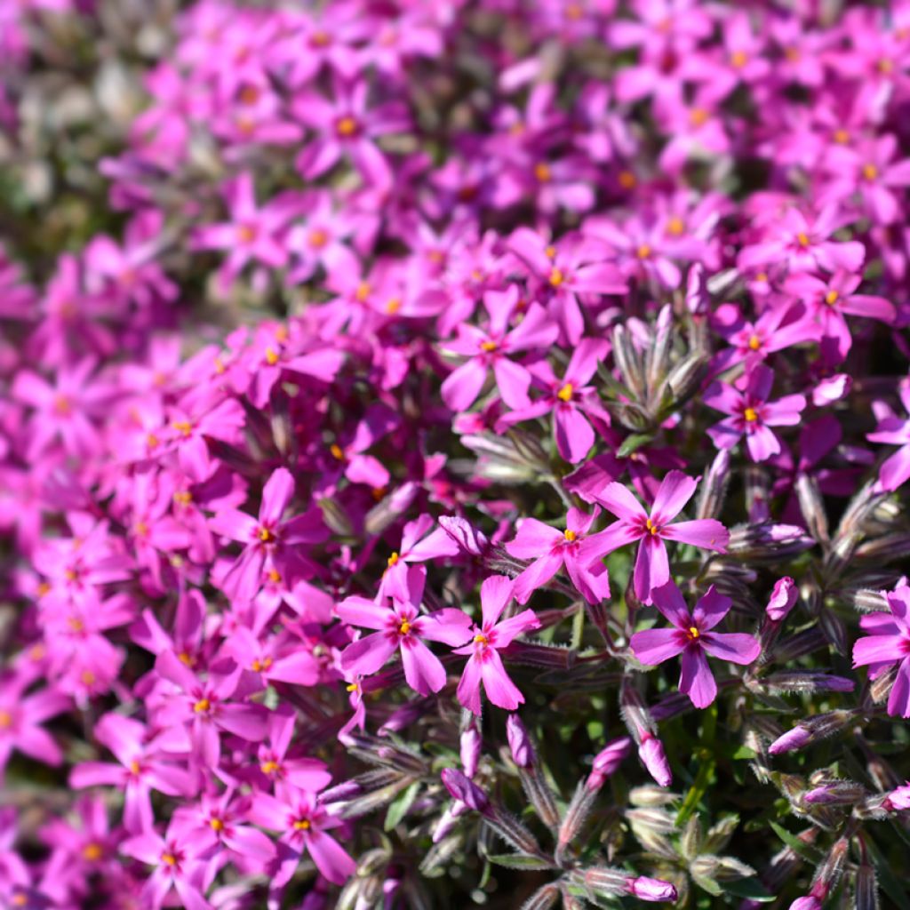 Phlox subulata Atropurpurea