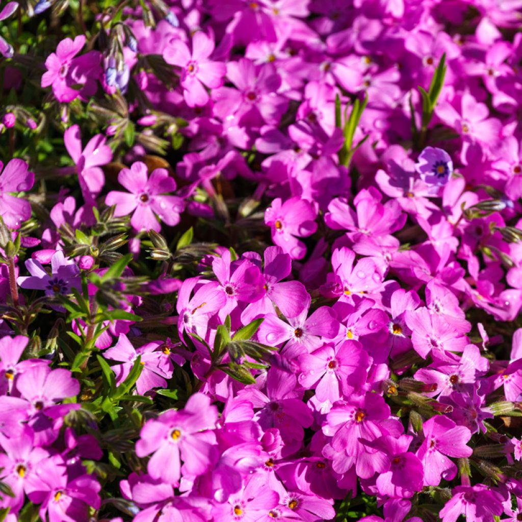 Phlox subulata McDaniels Cushion