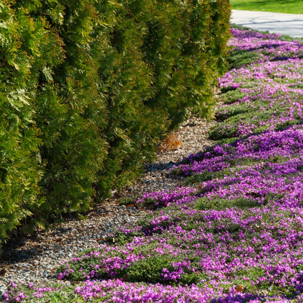 Phlox subulata McDaniels Cushion