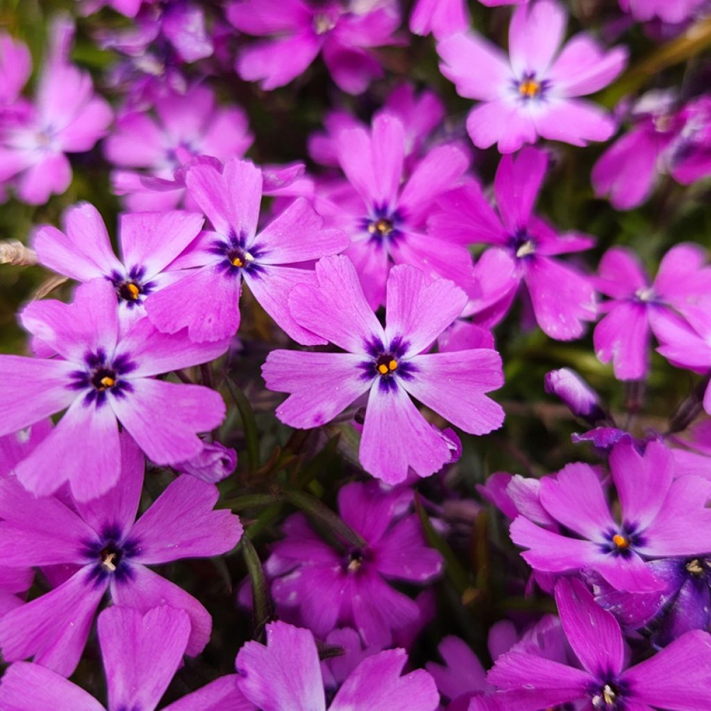 Phlox subulata Purple Beauty