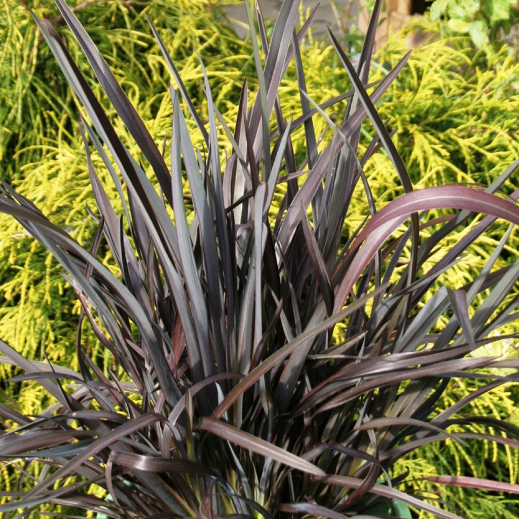 Phormium tenax Black Velvet