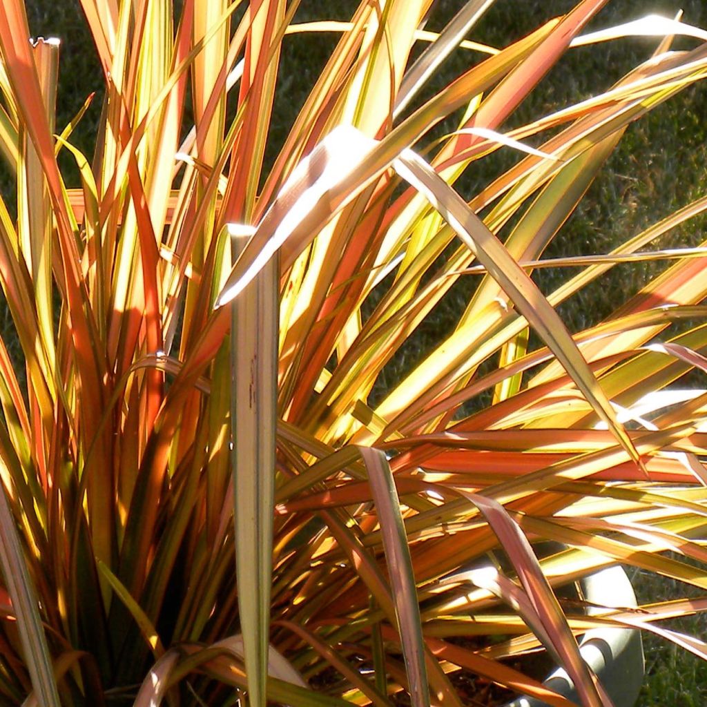Phormium tenax Flamingo - New Zealand Flax