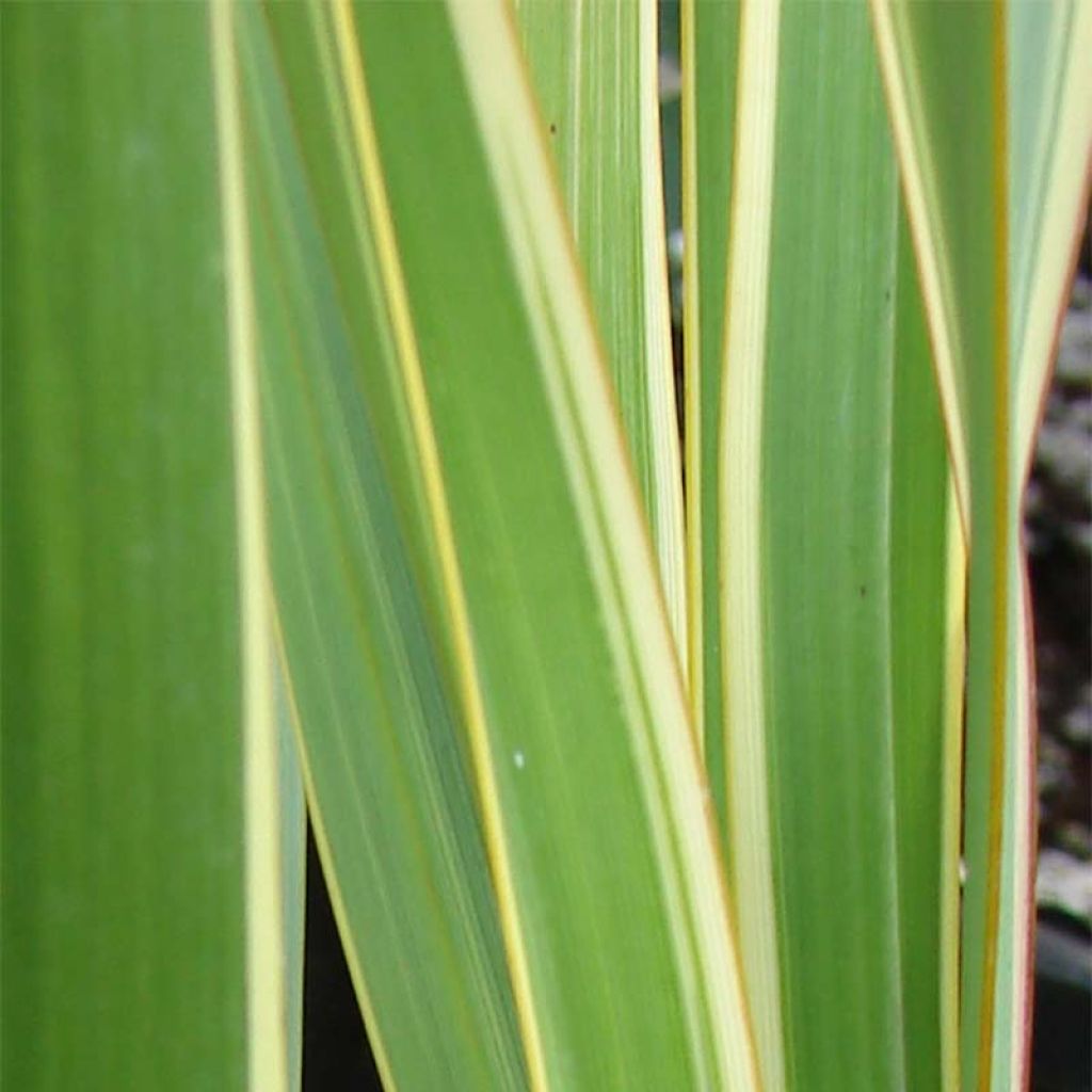 Phormium cookianum subsp. hookeri Tricolor