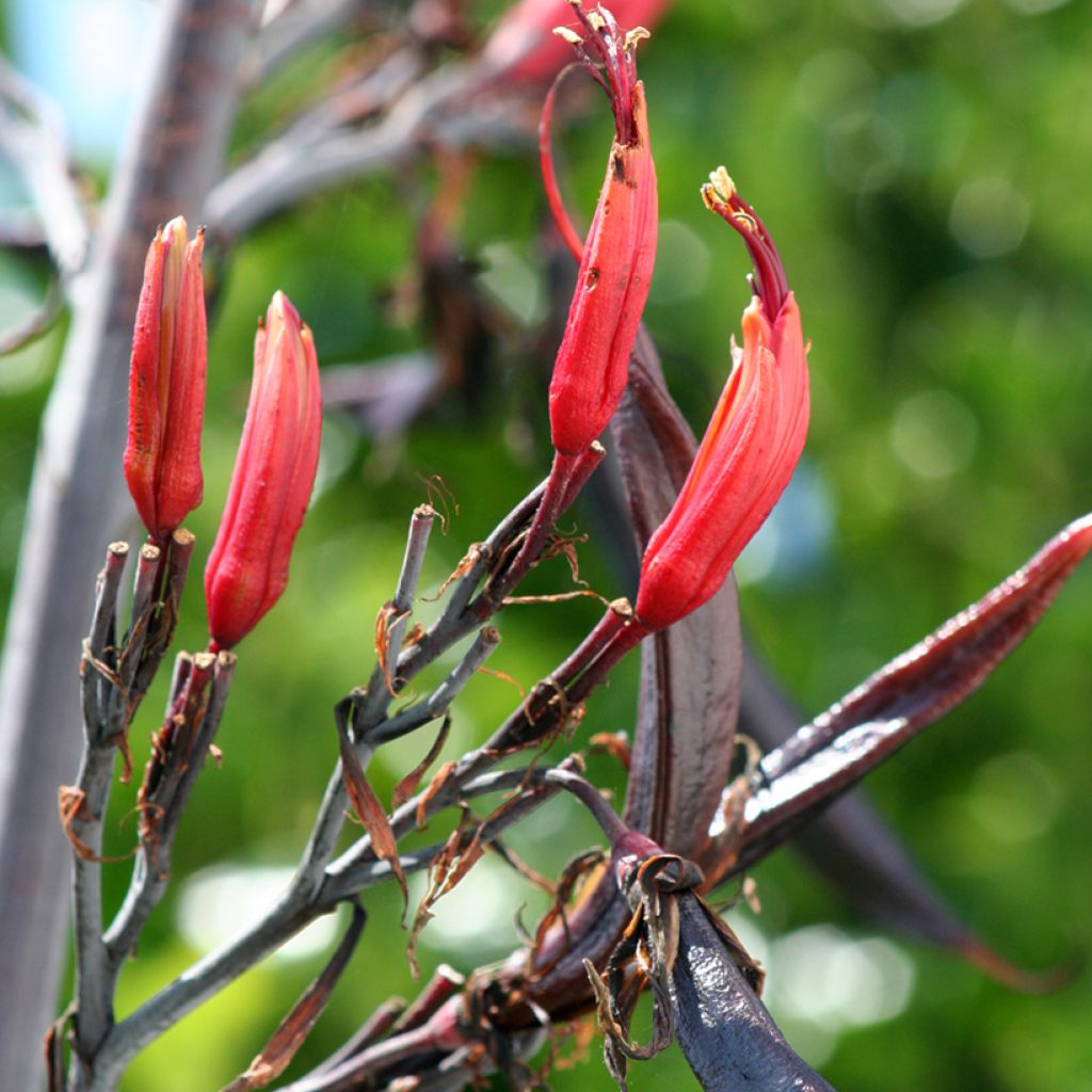 Phormium tenax - New Zealand Flax