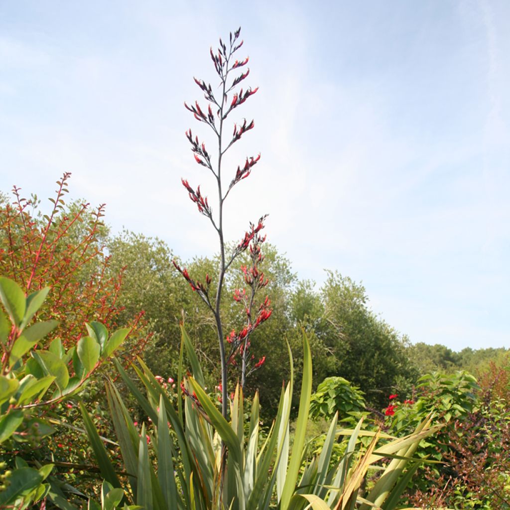 Phormium tenax - New Zealand Flax