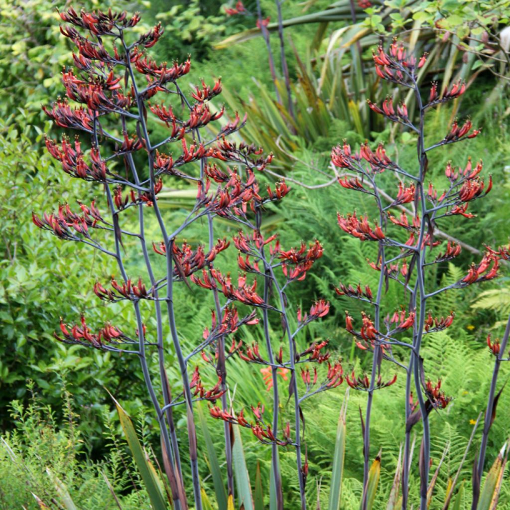 Phormium tenax - New Zealand Flax