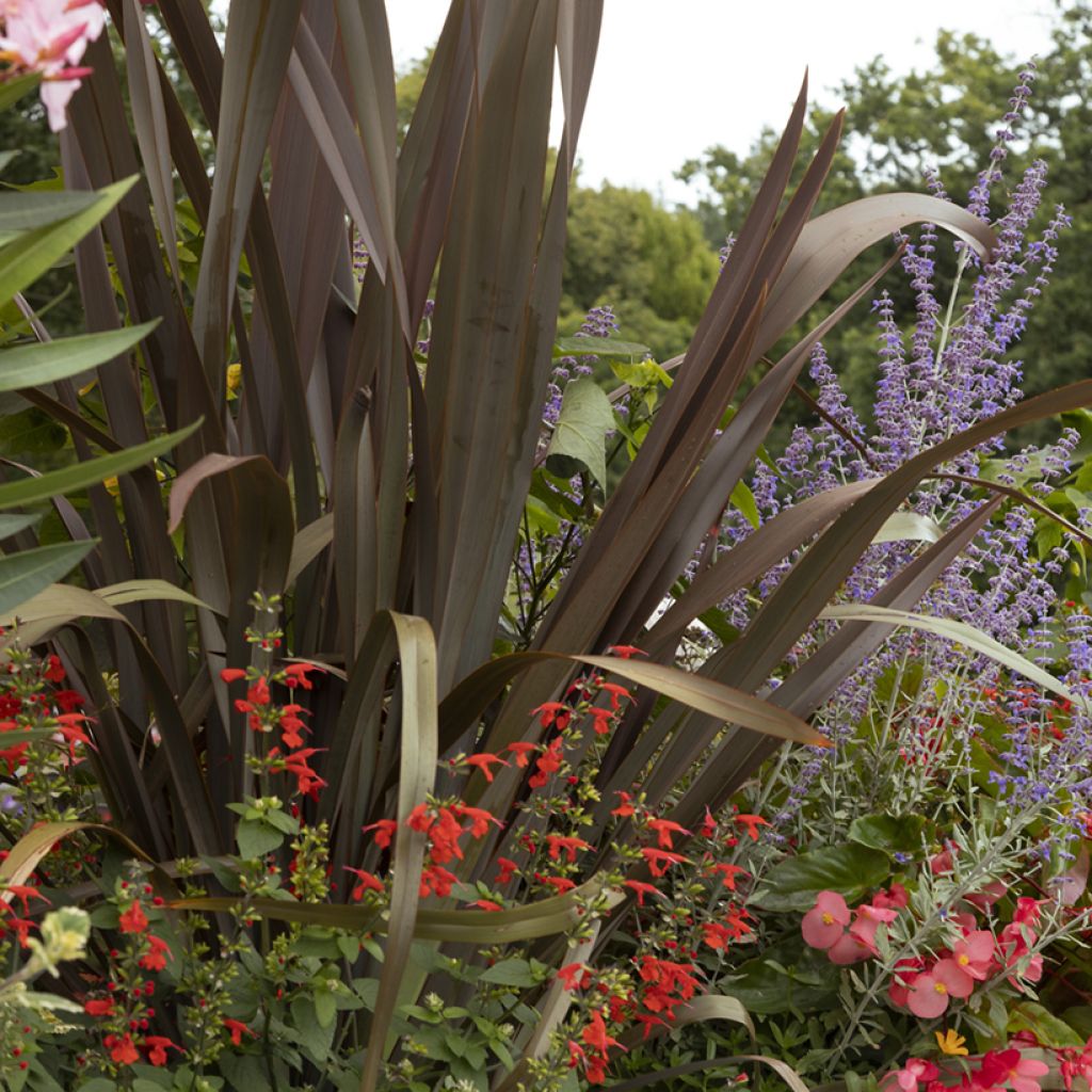 Phormium tenax Purpureum - New Zealand Flax