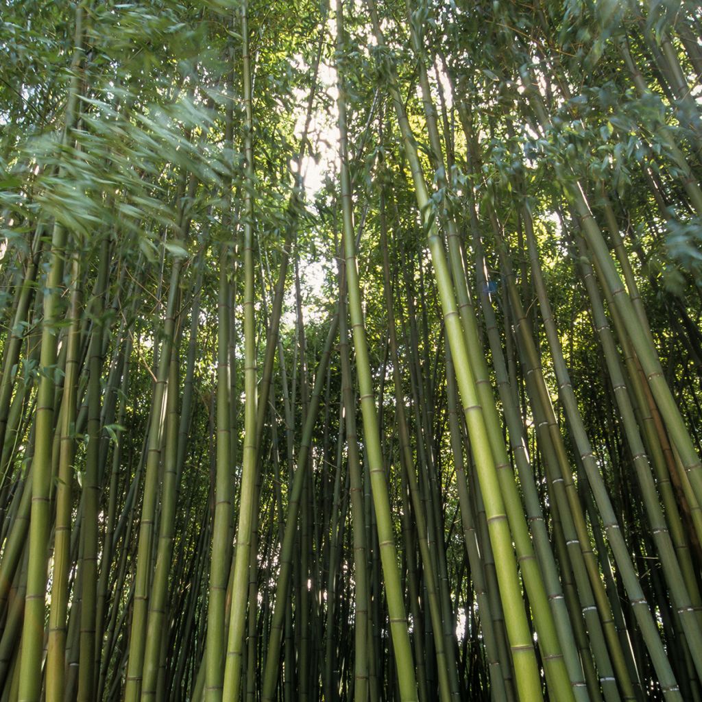 Phyllostachys bambusoides Castillonii Inversa - Giant Bamboo