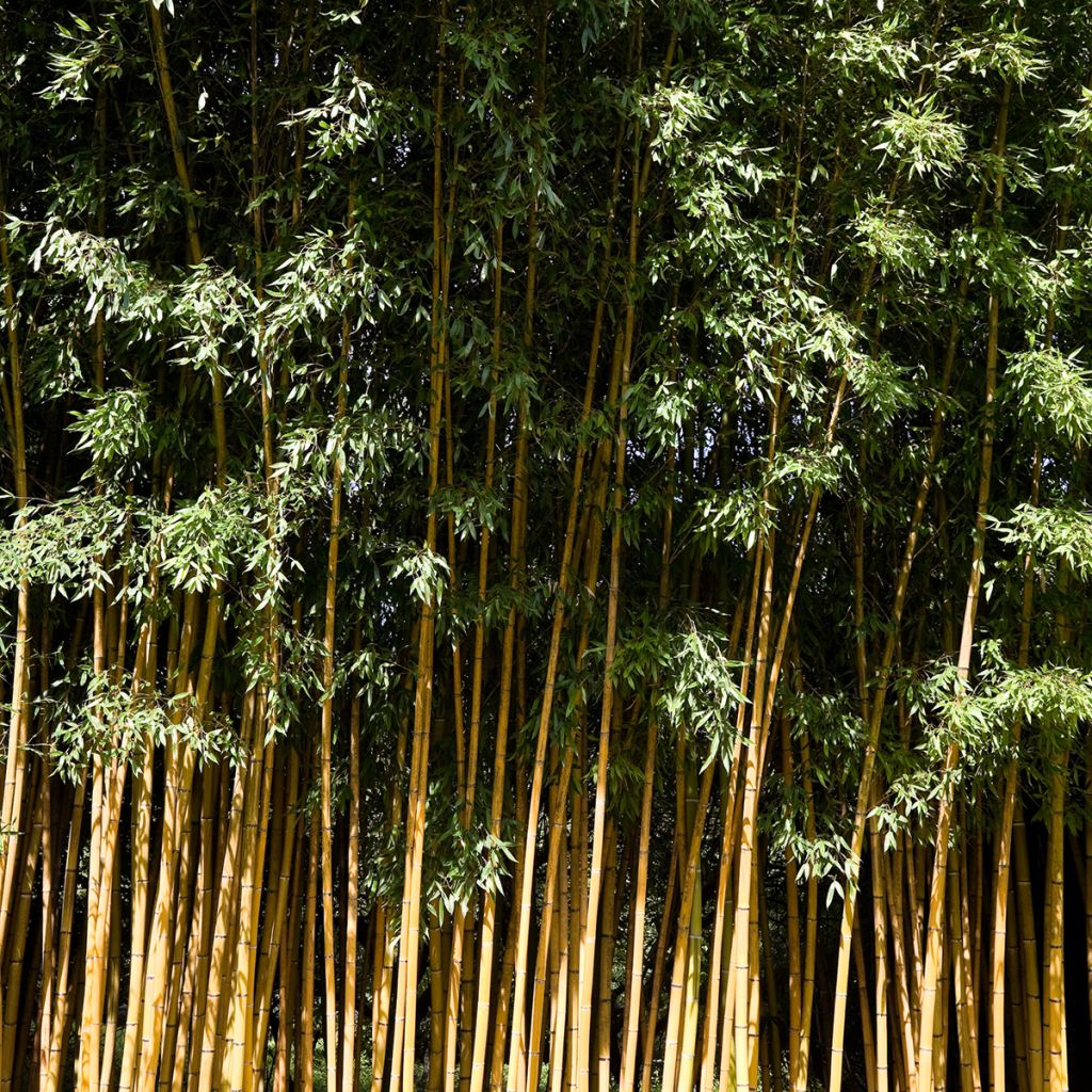 Phyllostachys viridis Sulphurea - Golden Chinese Bamboo