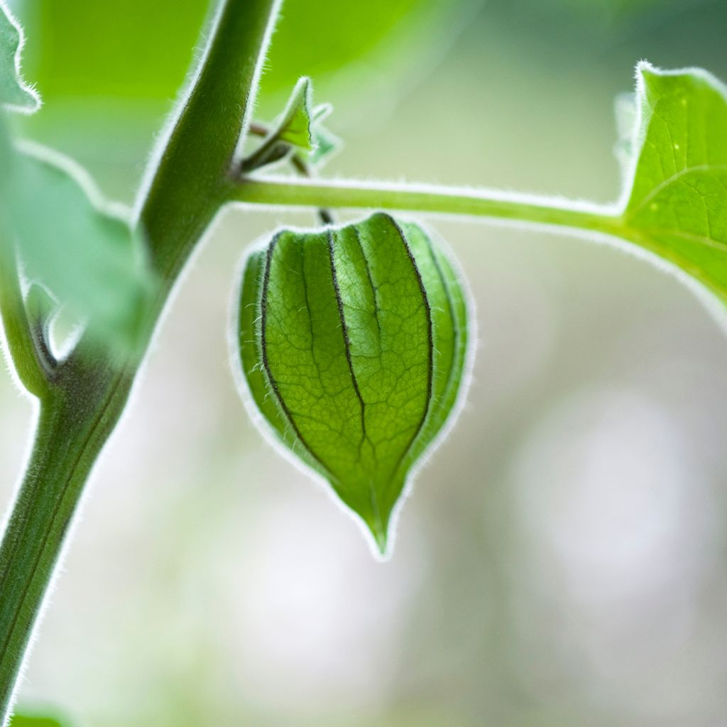 Physalis peruviana seeds