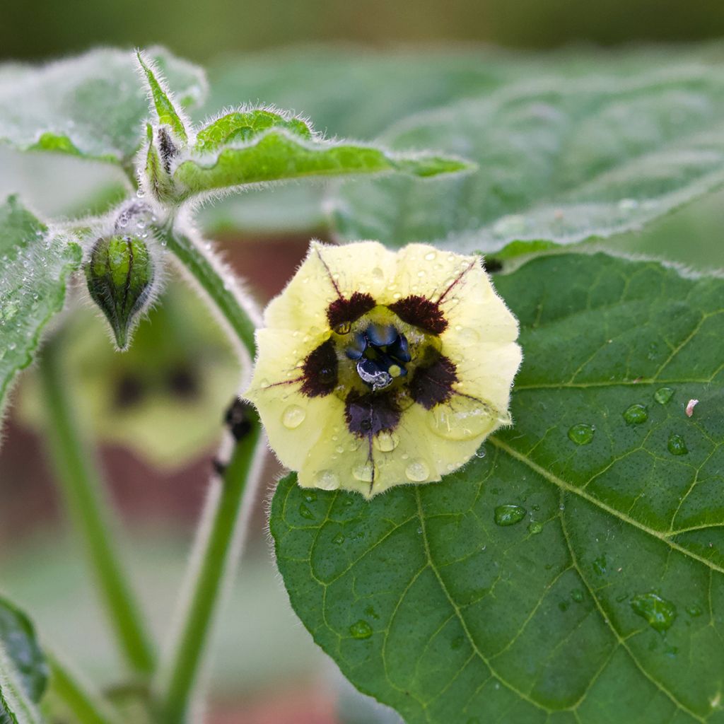 Physalis peruviana seeds