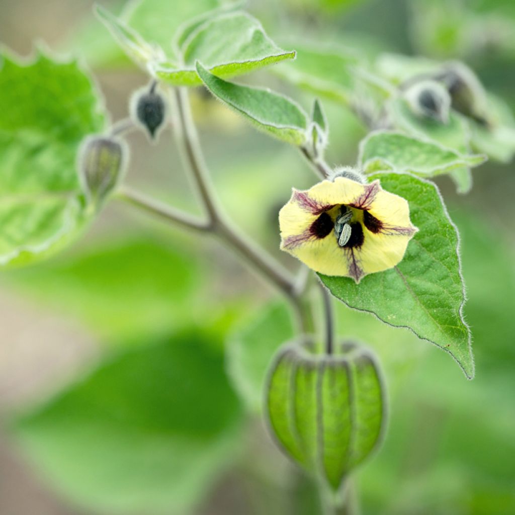 Physalis peruviana seeds