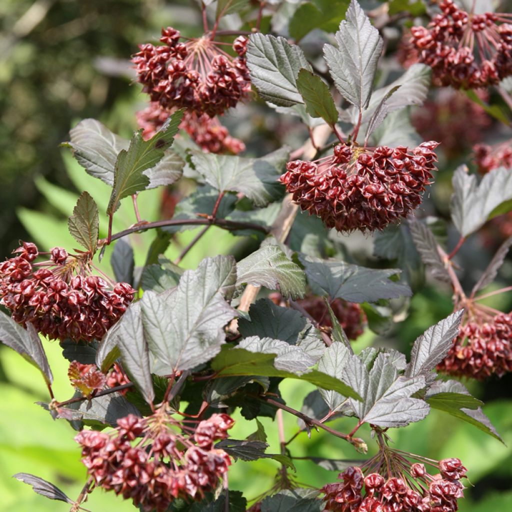 Physocarpus opulifolius Diabolo - Ninebark