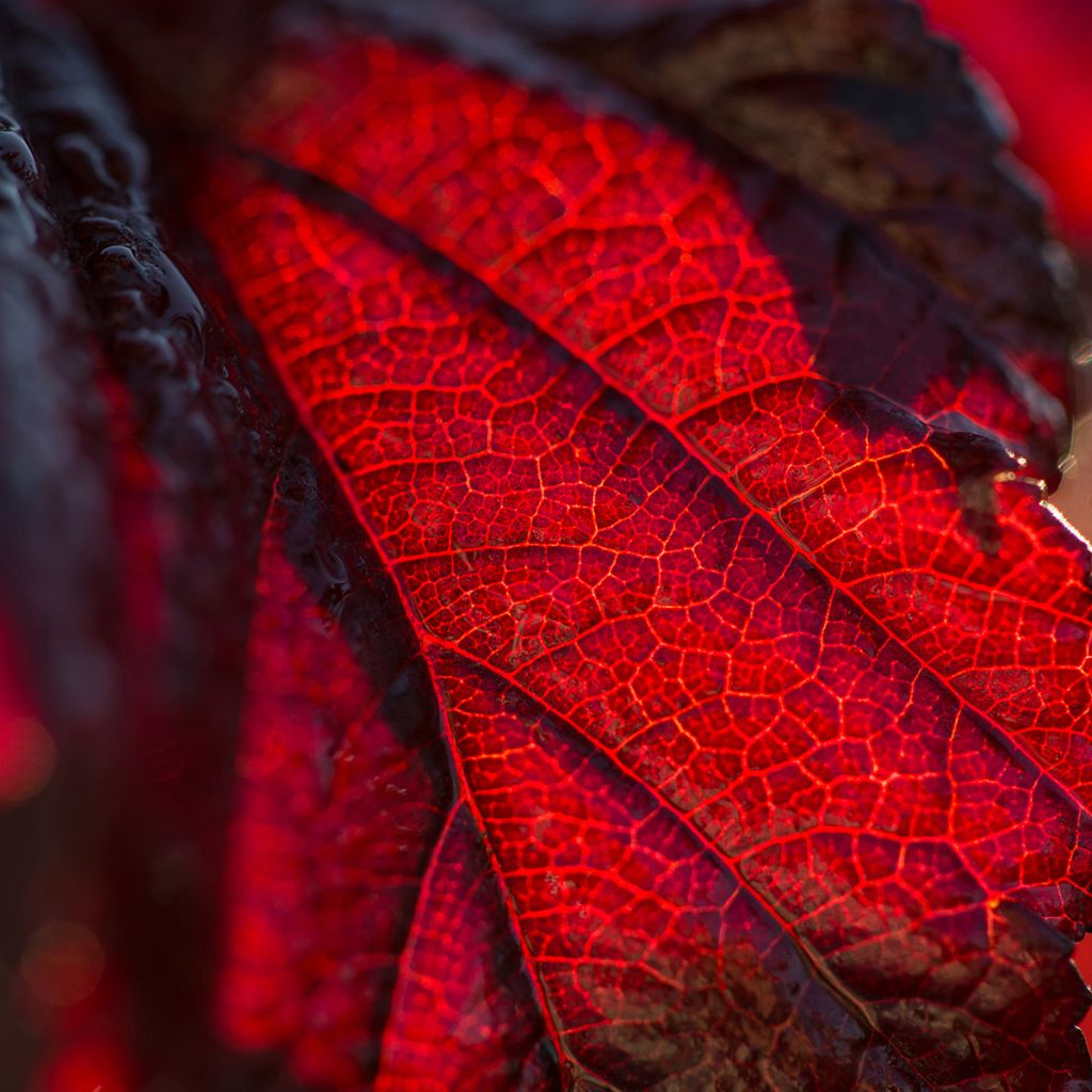 Physocarpus opulifolius Fireside 'UMN Harpell' First Editions® - Ninebark