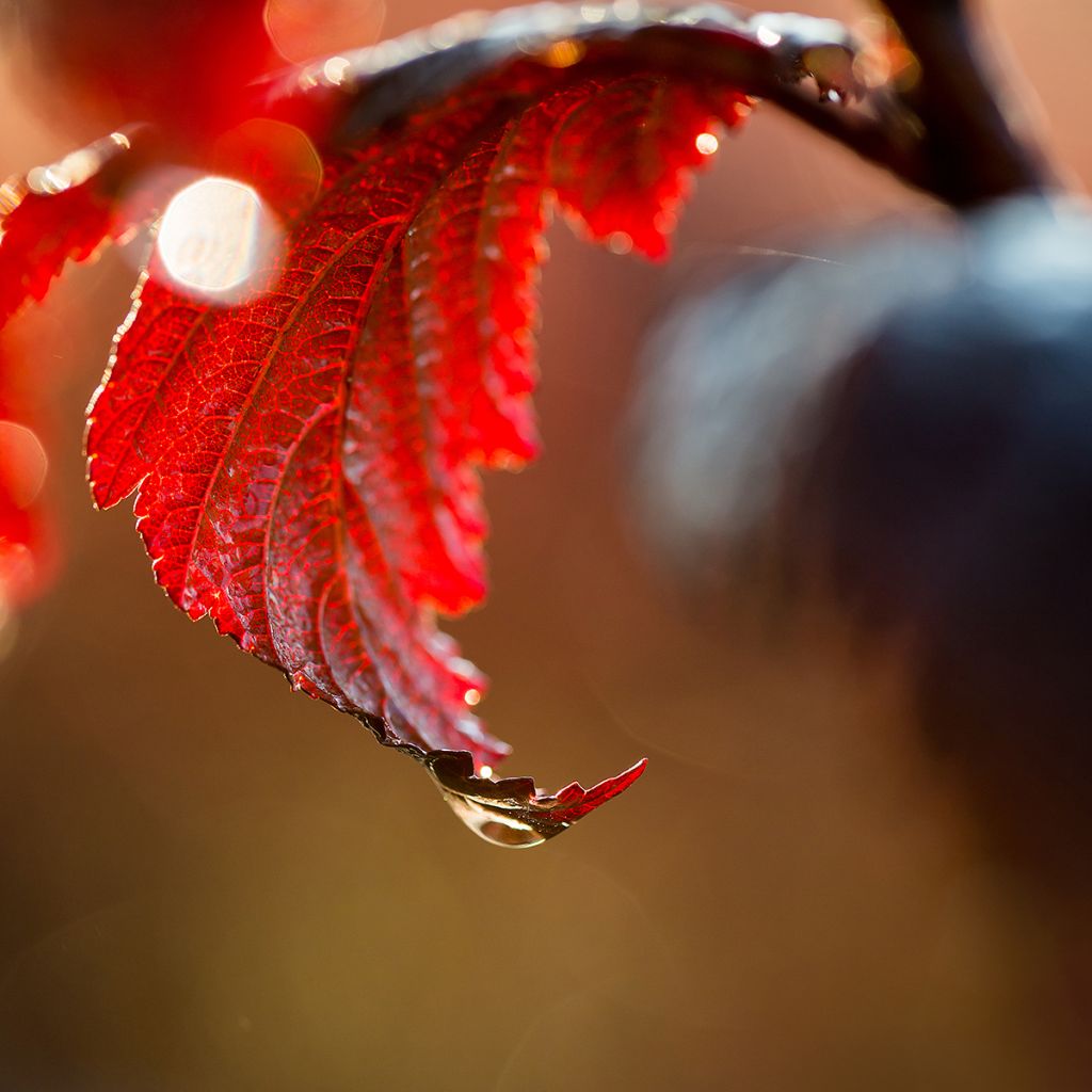 Physocarpus opulifolius Fireside 'UMN Harpell' First Editions® - Ninebark