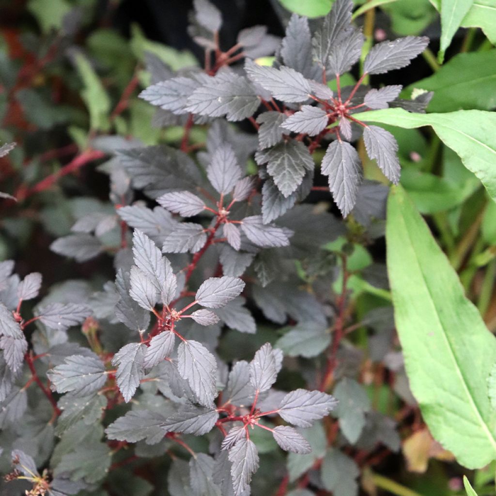 Physocarpus opulifolius Little Joker - Ninebark