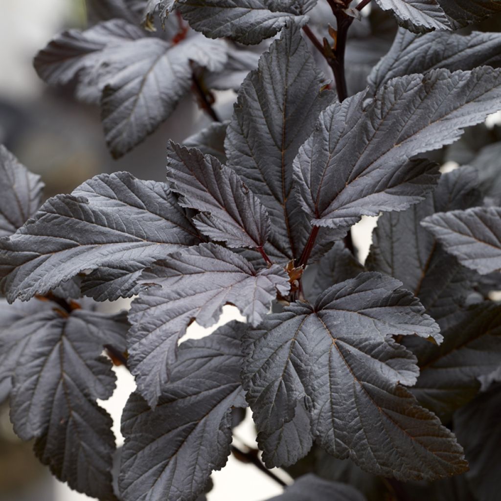 Physocarpus opulifolius Little Ninja