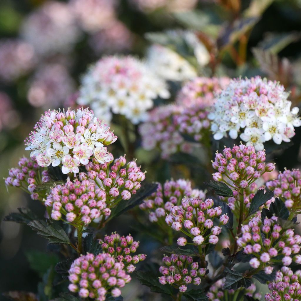 Physocarpus opulifolius Tiny Wine - Proven Winners - Ninebark