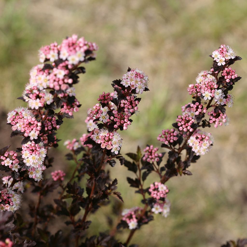 Physocarpus opulifolius Tiny Wine - Proven Winners - Ninebark