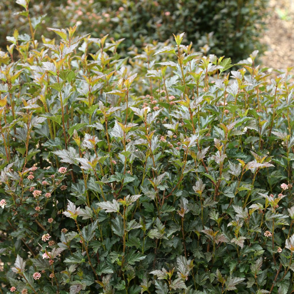 Physocarpus opulifolius Tiny Wine - Ninebark