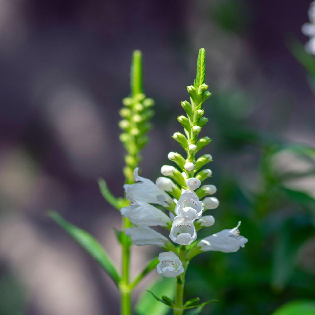 Physostegia virginiana Alba - Obedient Plant