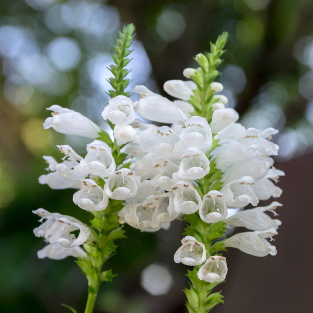 Physostegia virginiana Alba - Obedient Plant