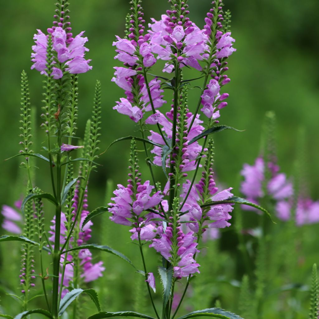 Physostegia virginiana Bouquet Rose - Obedient Plant