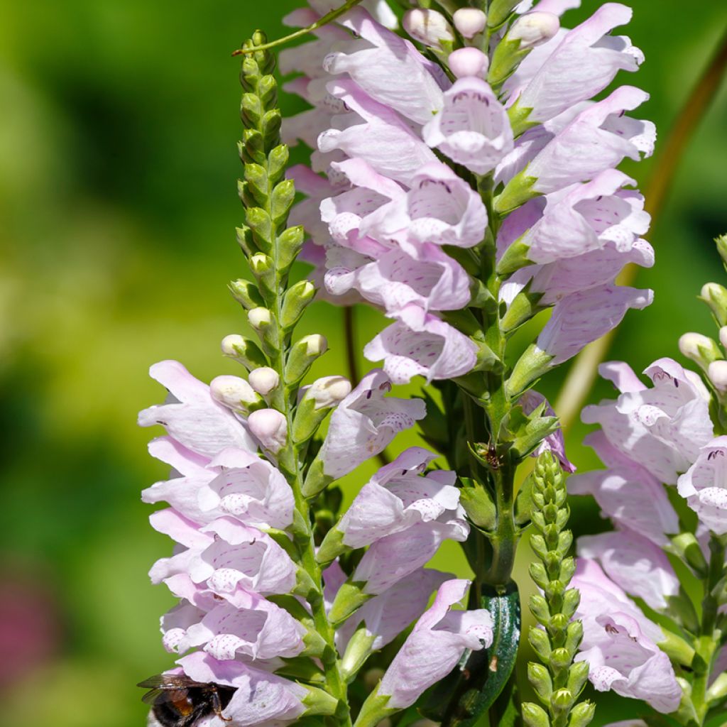 Physostegia virginiana Galadriel - Obedient Plant