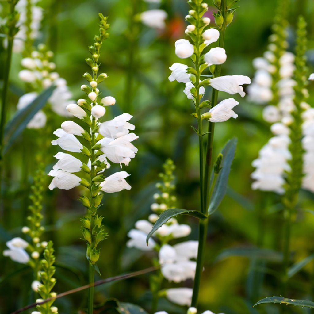 Physostegia virginiana Miss Manners - Obedient Plant