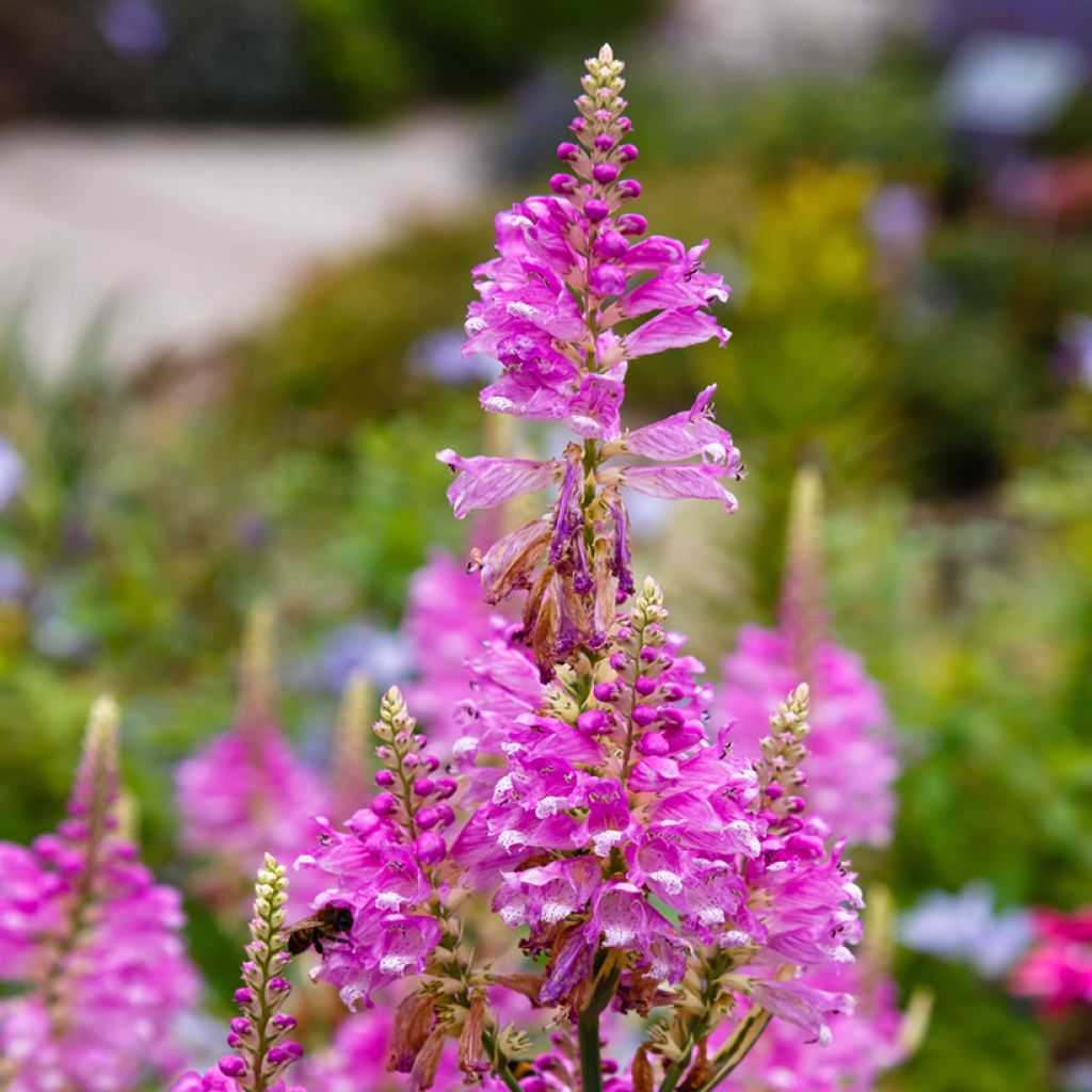 Physostegia virginiana Variegata - Obedient Plant