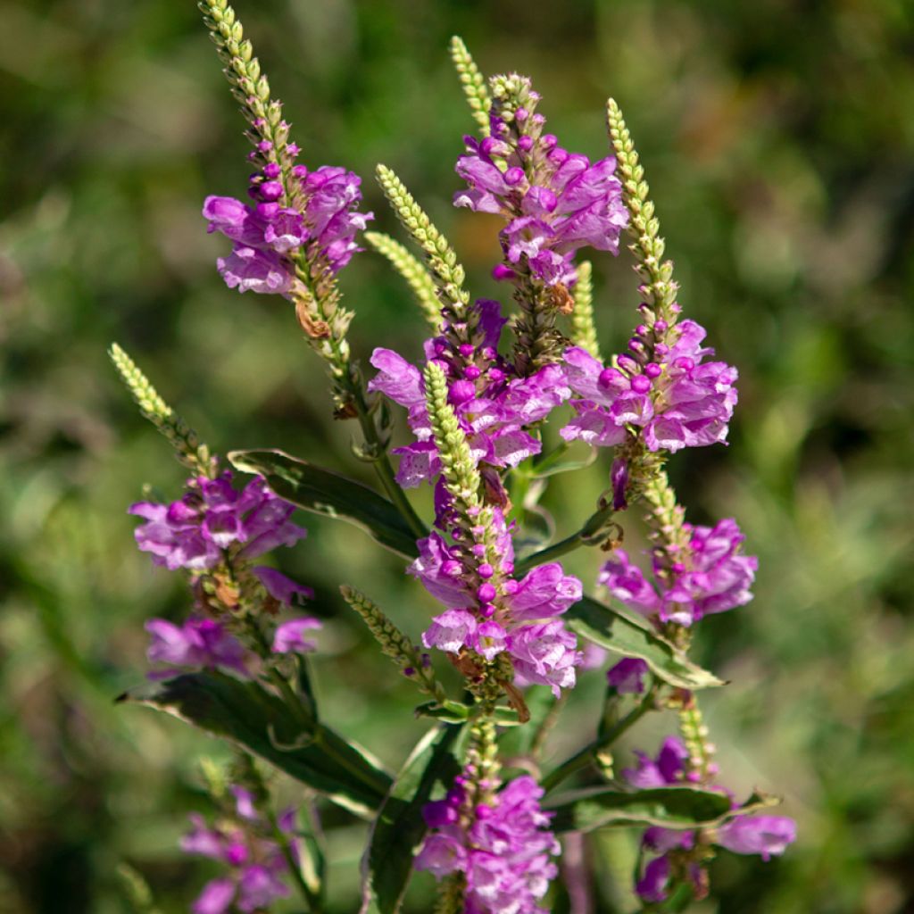 Physostegia virginiana Variegata - Obedient Plant