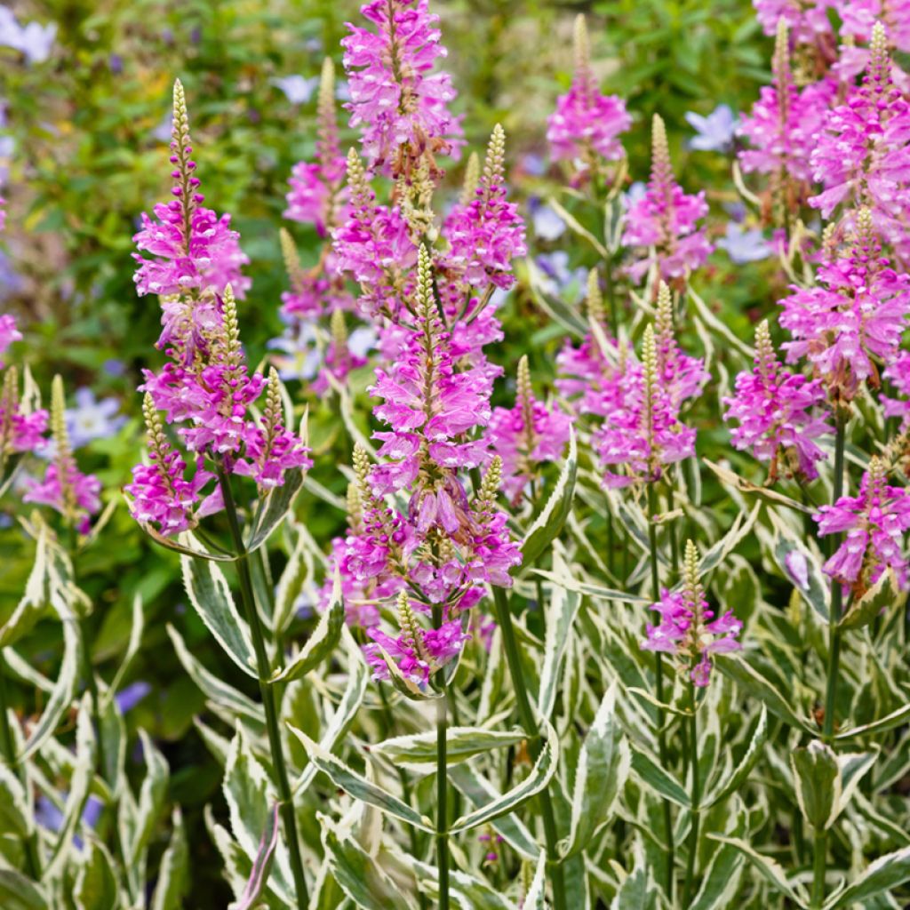 Physostegia virginiana Variegata - Obedient Plant