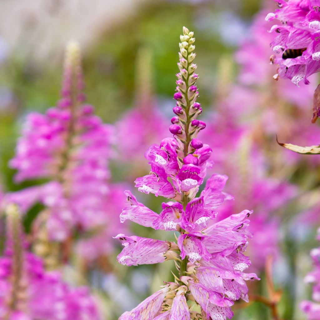 Physostegia virginiana Variegata - Obedient Plant