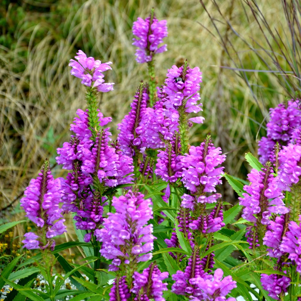 Physostegia virginiana Vivid - Obedient Plant