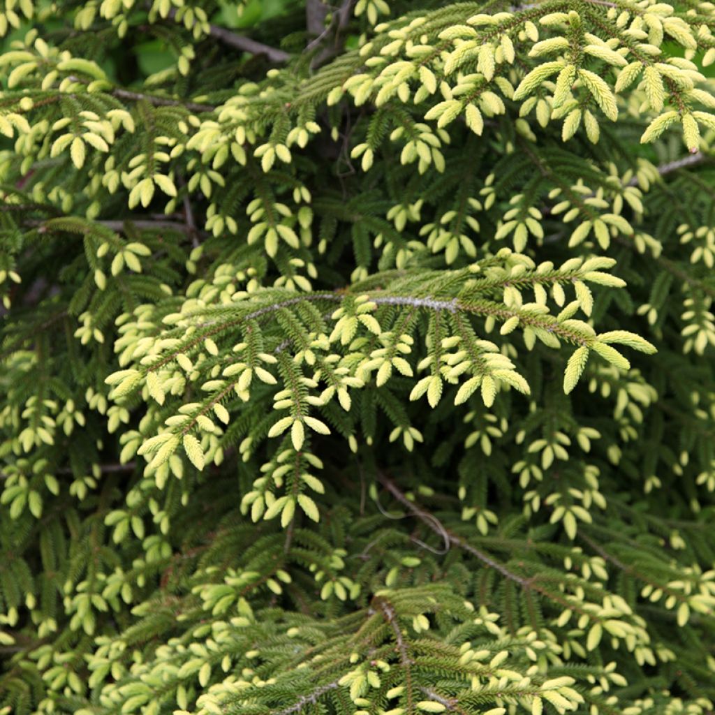 Picea orientalis Summergold - Caucasian Spruce