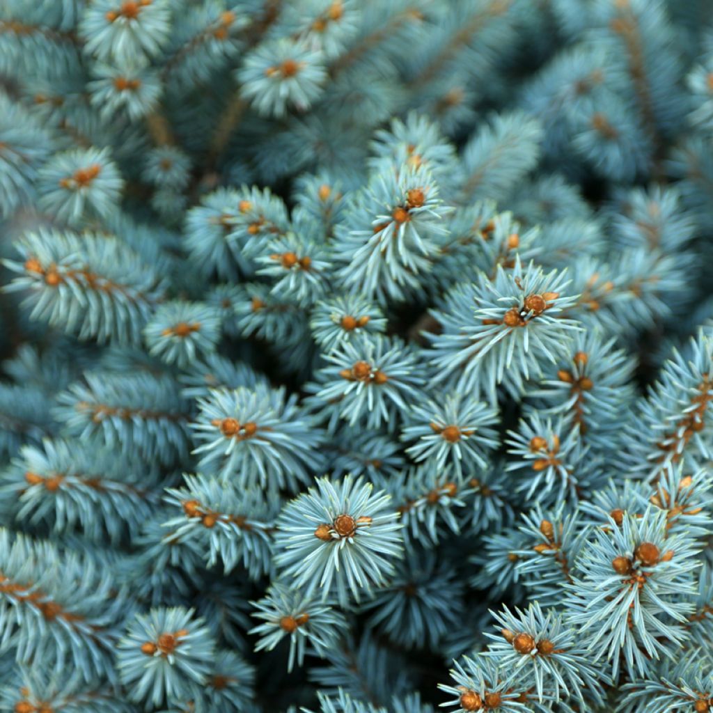 Picea pungens Tokarz - Blue spruce