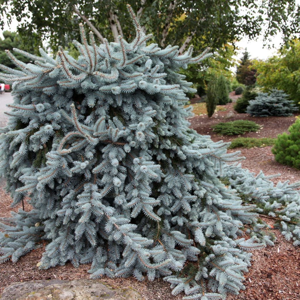 Picea pungens Glauca Pendula - Blue spruce