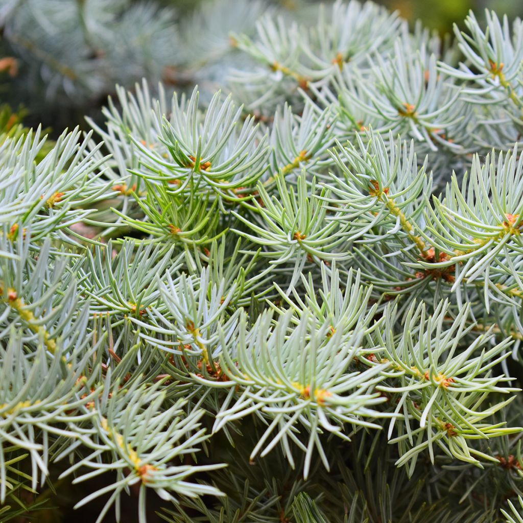 Picea abies Eagle Point - Norway Spruce
