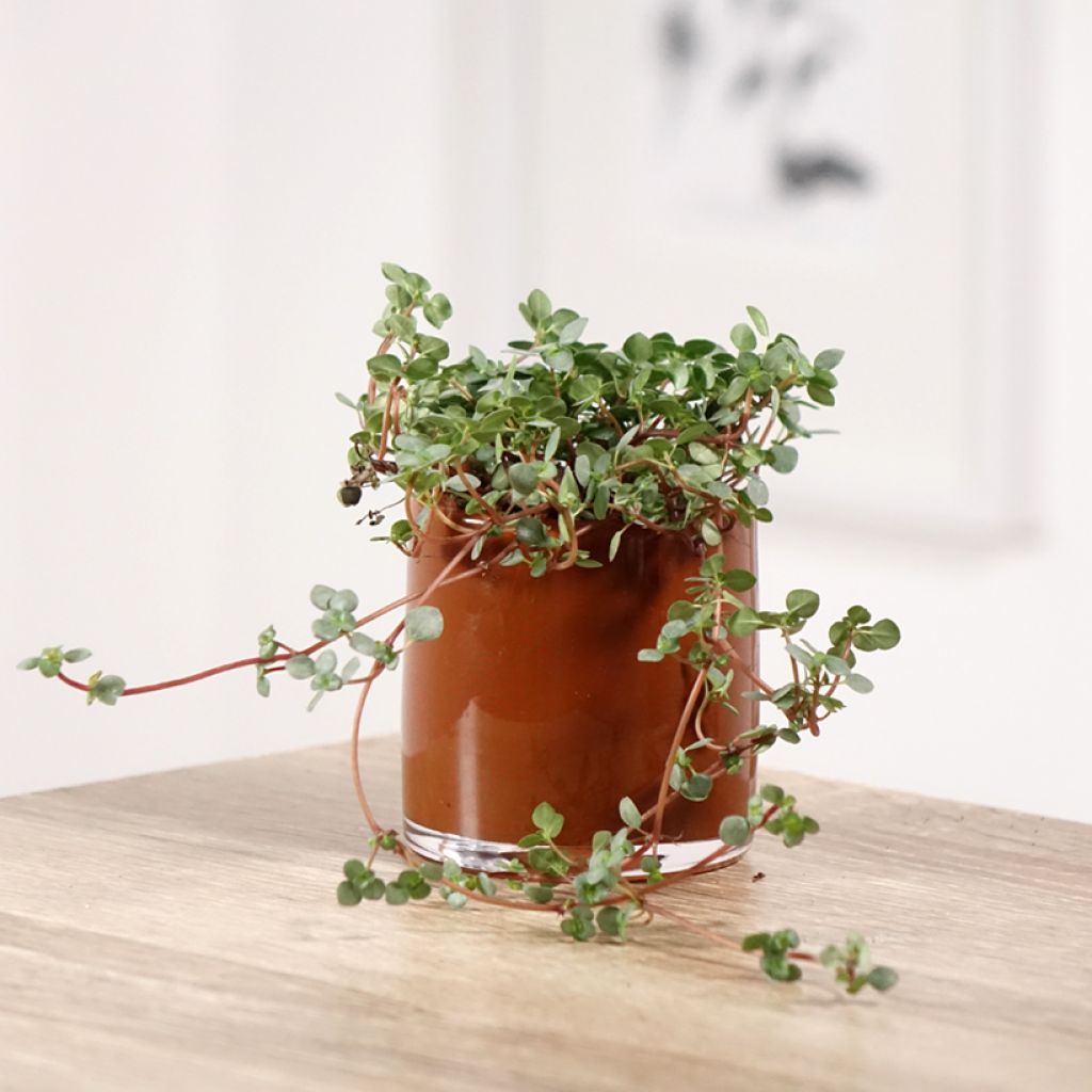 Pilea glaucophylla Greyzy - Silver sparkle plant