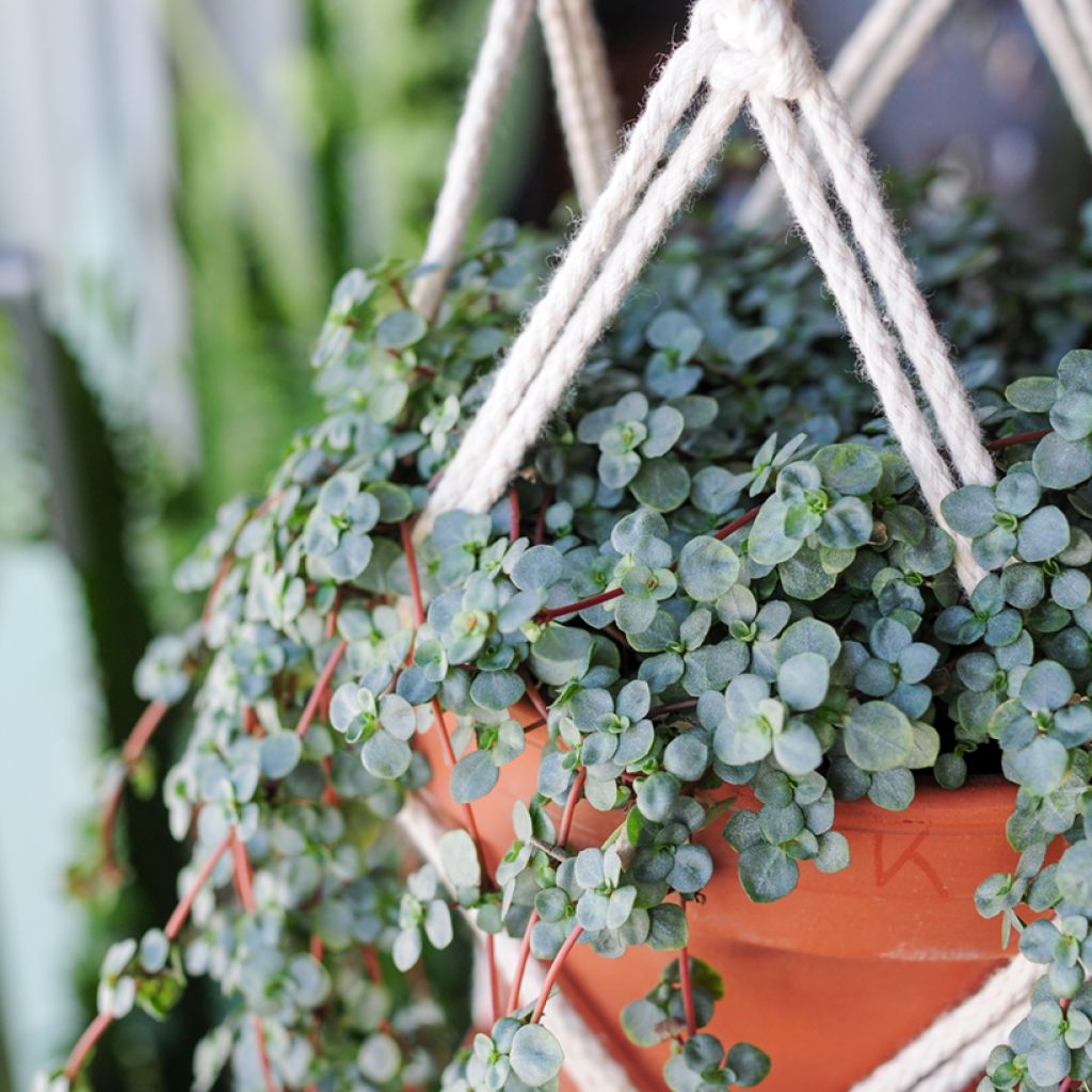 Pilea glaucophylla Greyzy - Silver sparkle plant