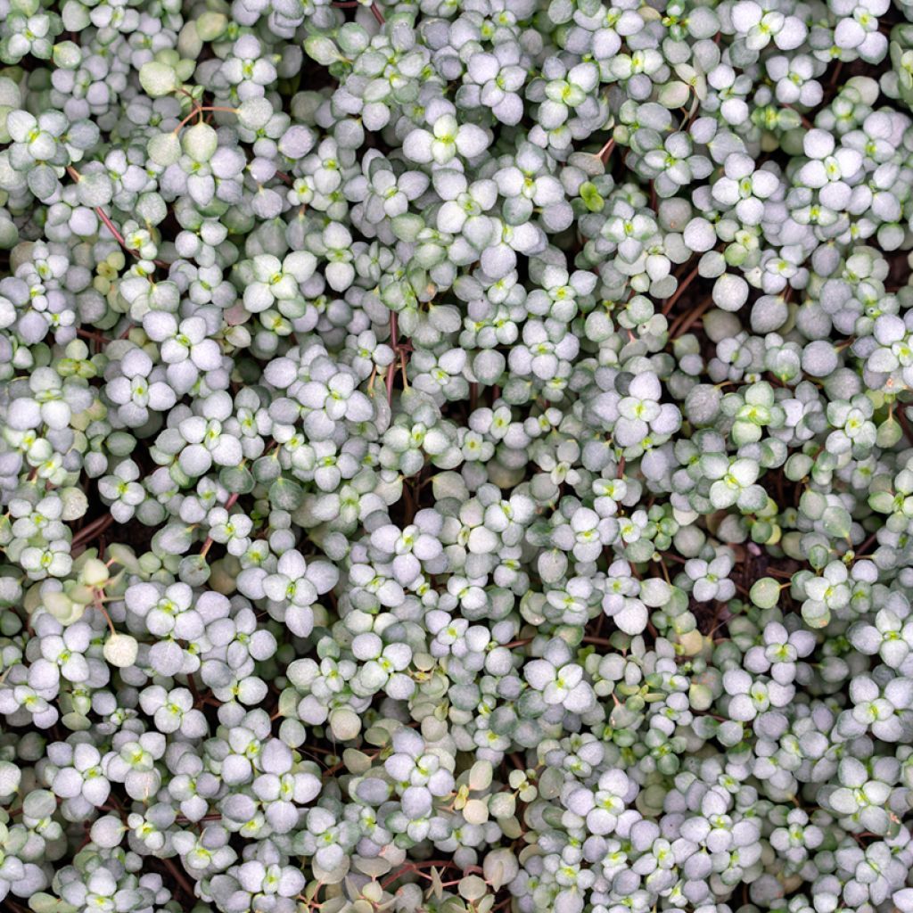 Pilea glaucophylla Greyzy - Silver sparkle plant