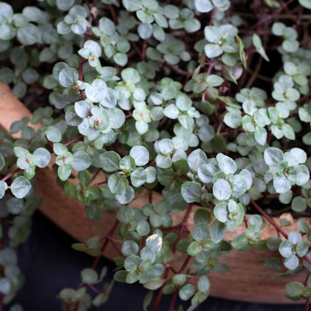 Pilea glaucophylla Greyzy - Silver sparkle plant
