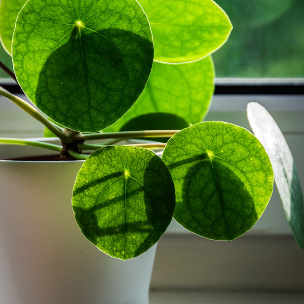 Chinese money plant - Pilea peperomioides