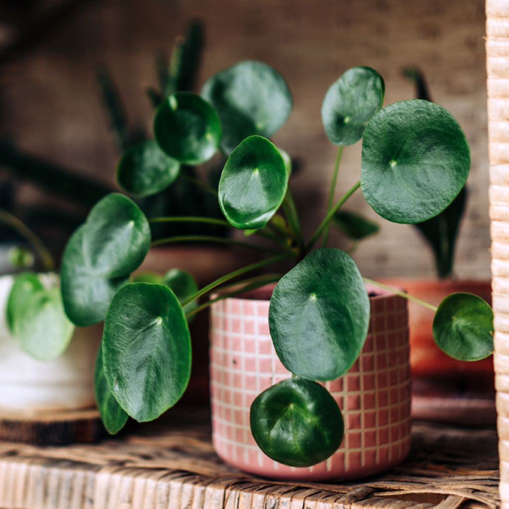 Chinese money plant - Pilea peperomioides