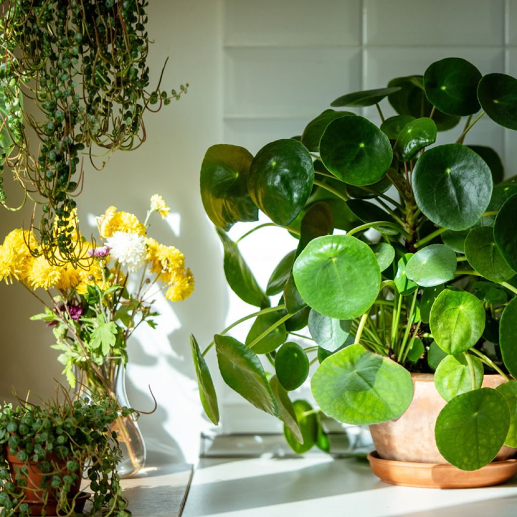 Chinese money plant - Pilea peperomioides