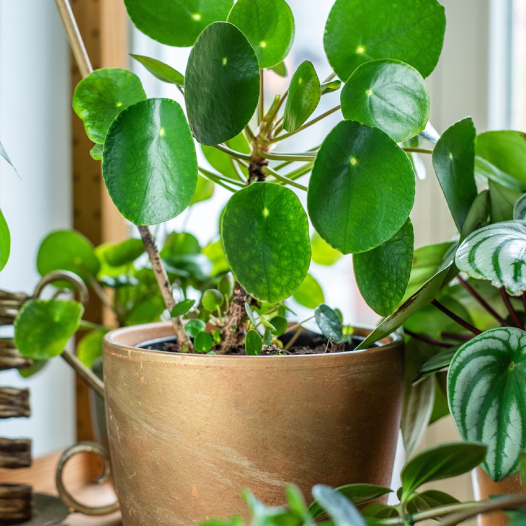 Chinese money plant - Pilea peperomioides