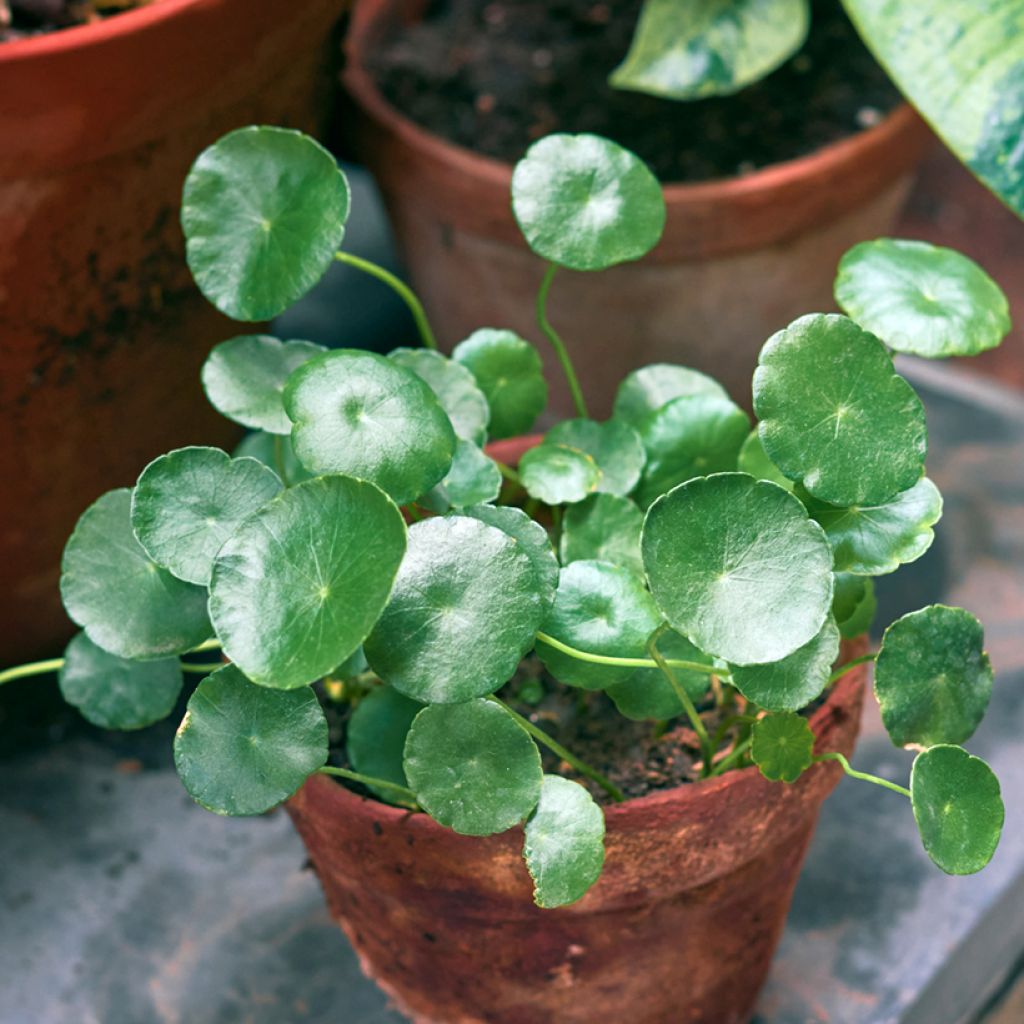Chinese money plant - Pilea peperomioides