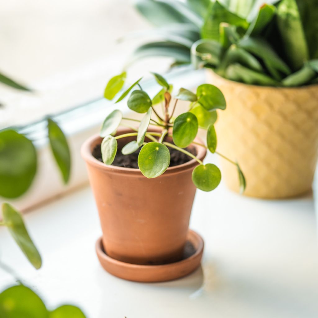Chinese money plant - Pilea peperomioides