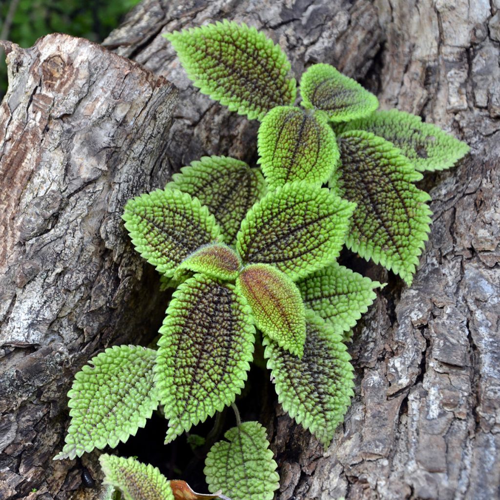 Pilea ovalis Moon Valley